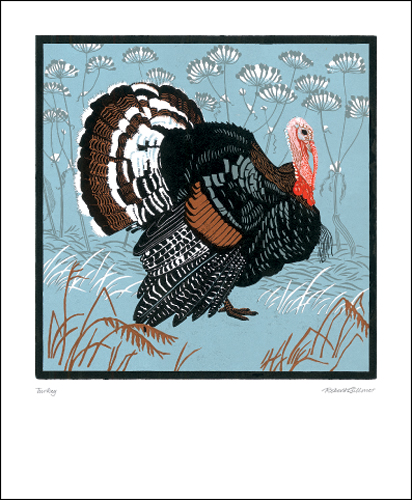 Norfolk Black Turkey 